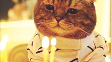 cats birthday