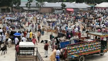 cattle-markets-corona-risk_0 (1).jpg