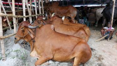 Sacrificial Animal waste to be cleaned in 24 hours