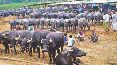 cattle.jpg