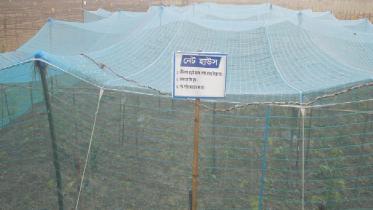 Chemical-free vegetable.jpg