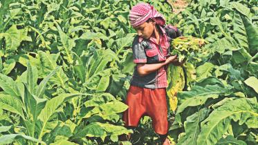 child in tobaco 2.jpg