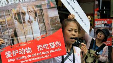 China-dog-eating