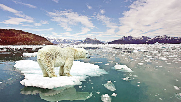 Climate-change-wipe-out-polar-bears.jpg