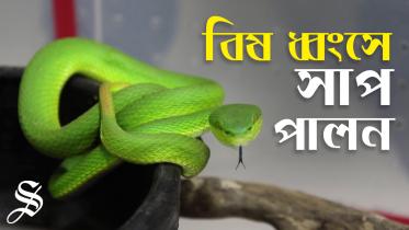 CMC aims to make antivenom locally