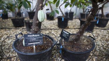British 'chocolate greenhouse' saving the world's cocoa