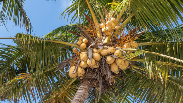 coconut3.jpg