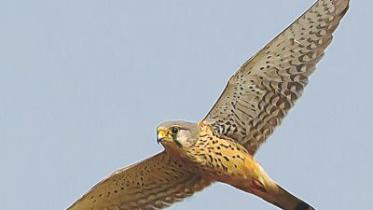 Common Kestrel.jpg