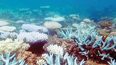 corals.jpg