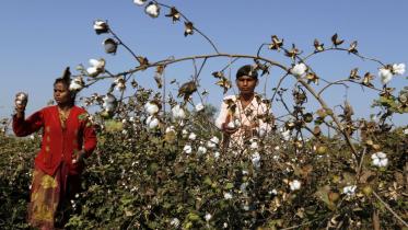 cotton-production.jpg