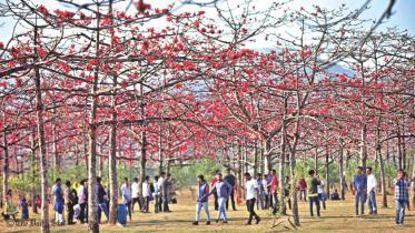 cotton_tree_garden.jpg