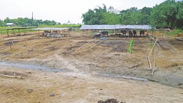 cow3.jpg