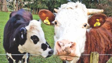 cow