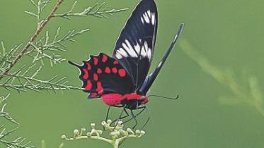 crimson rose butterfly.jpg