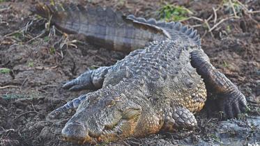 Crocodile.jpg