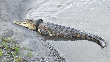 crocodile.jpg