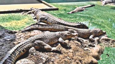 crocodile farm 1.jpg