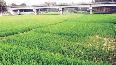 croplands bd.jpg