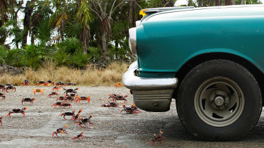 cuba-landcrabs
