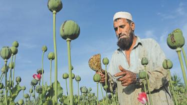 cultivation.jpg