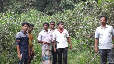 Cutting of trees.jpg