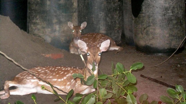 deer 2.jpg
