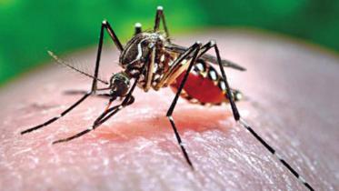 Dengue in Bangladesh