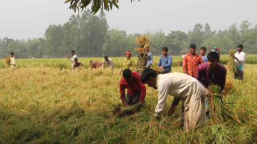 dinajpur paddy.jpg