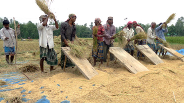 Dinajpur Paddy Price.JPG