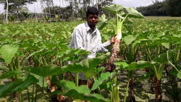 Dinajpur taro field 01.jpg