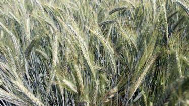 Dinajpur wheat growers.jpg