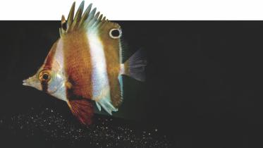 discovered animal species