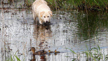 dog.JPG