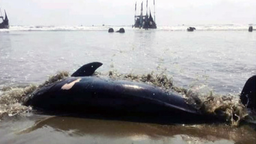 Dolphin-3.JPG