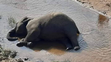 elephant-edit.jpg