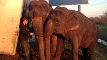 Two elephants rescue 18-wheeler 