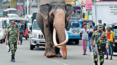 elephant.jpg