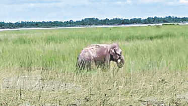 elephant.jpg