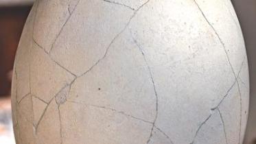 Elephant bird egg.jpg