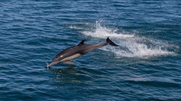 Endengered spicies.jpg