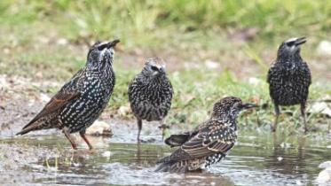 European starlings.jpg