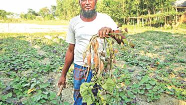 Farmer Nur Islam.jpg