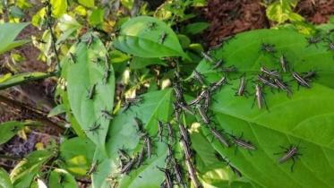 FB_IMG_1588257165305 (1).jpg