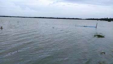 1000 fish enclosures in Bagerhat