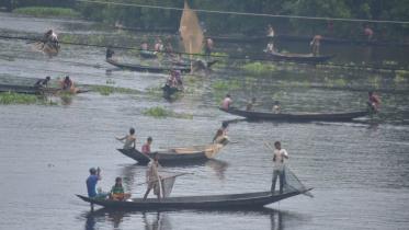 Fish species in haor.jpg