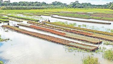 floating farms 1.jpg