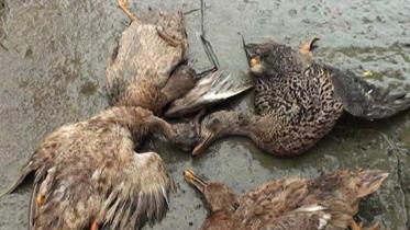 flood tolls ducks.jpg