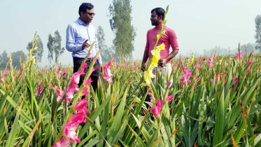 Flower farming.jpg