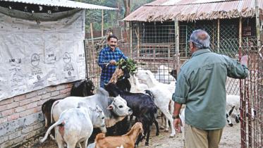 foreign cattle species.jpg