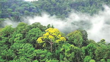 forest.jpg